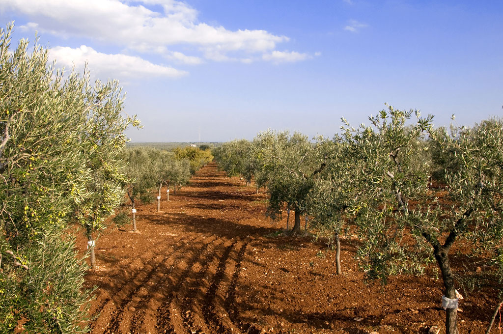 Uliveti della Murgia Barese