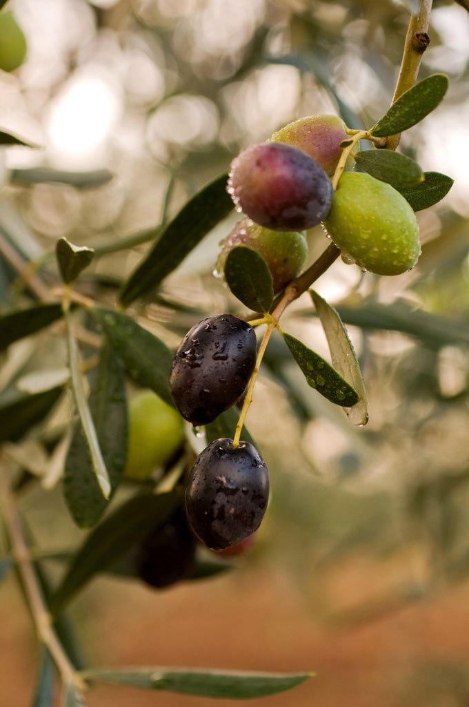 Cultivar Coratina