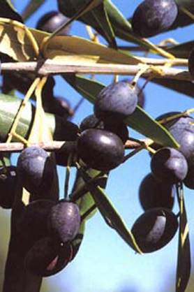 Cultivar Ogliarola Barese
