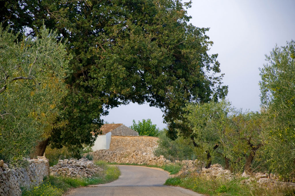 Quercia negli uliveti