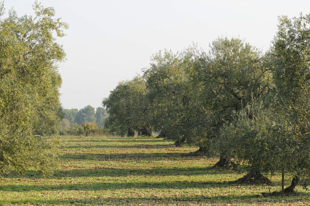 Filari di olivi